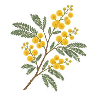Ilustración de rama de acacia con flores